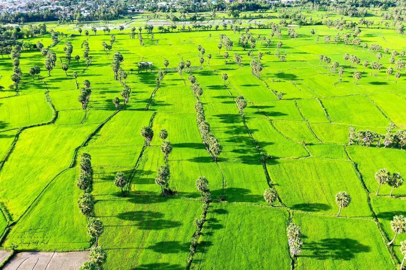 green fields in vietnam