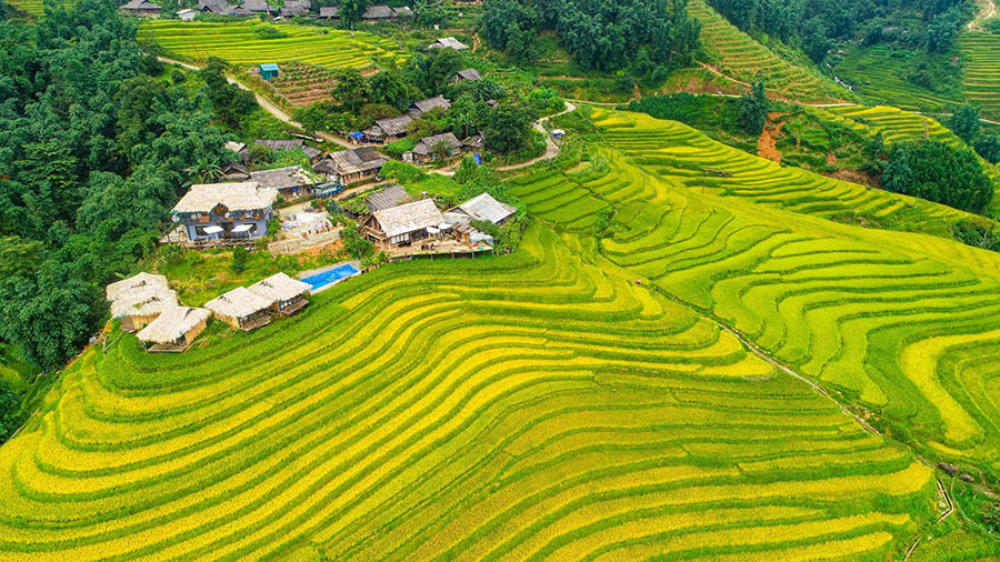 Rice Terraces in Ta Phin Village