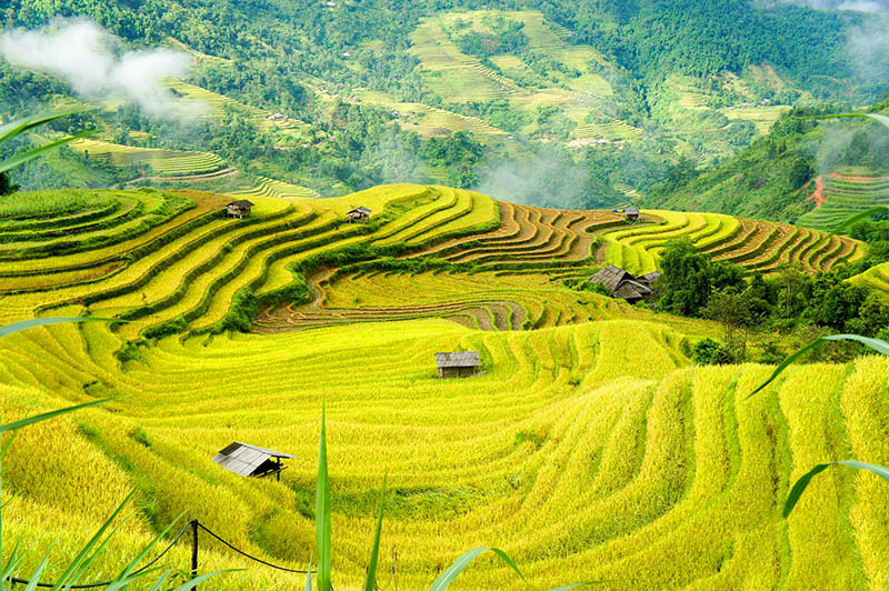 The splendour of the rice terraces in Sapa during the golden harvest