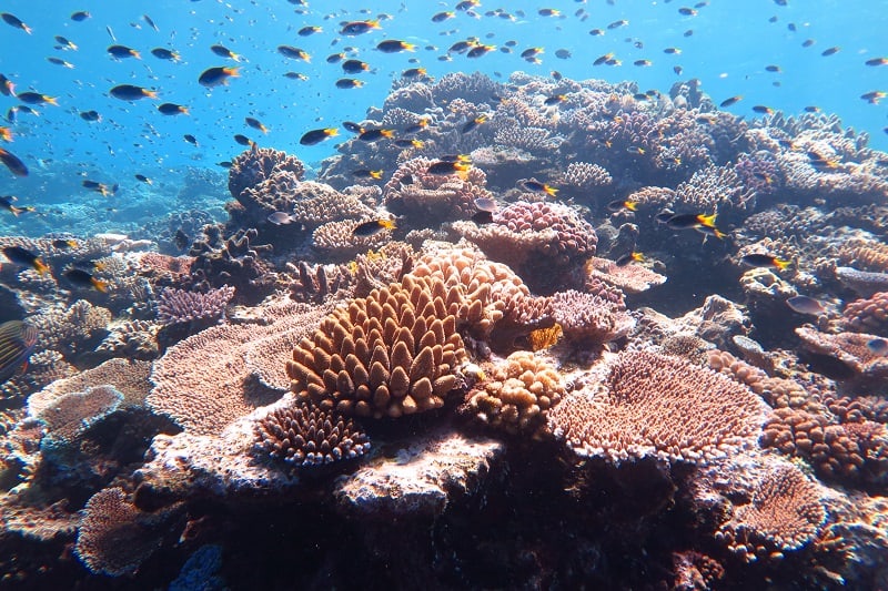 Avoid using sunscreen before going into the water to preserve corals