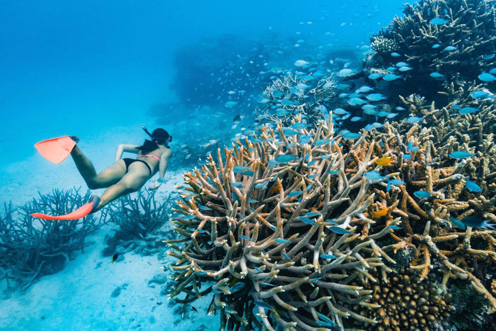 Scuba diving on the Great Barrier Reef to enjoy its unparalleled beauty