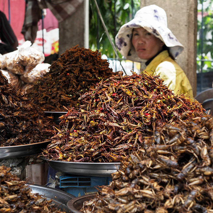 Fried insects in Siem Reap, Cambodia