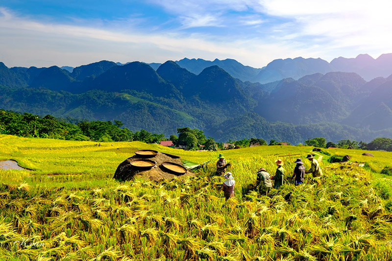 Ripening rice season in Pu Luong