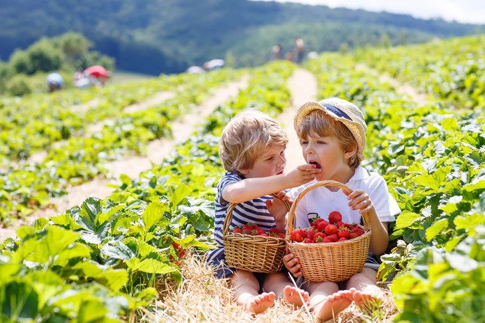 Best Strawberry Picking Farms in the UK