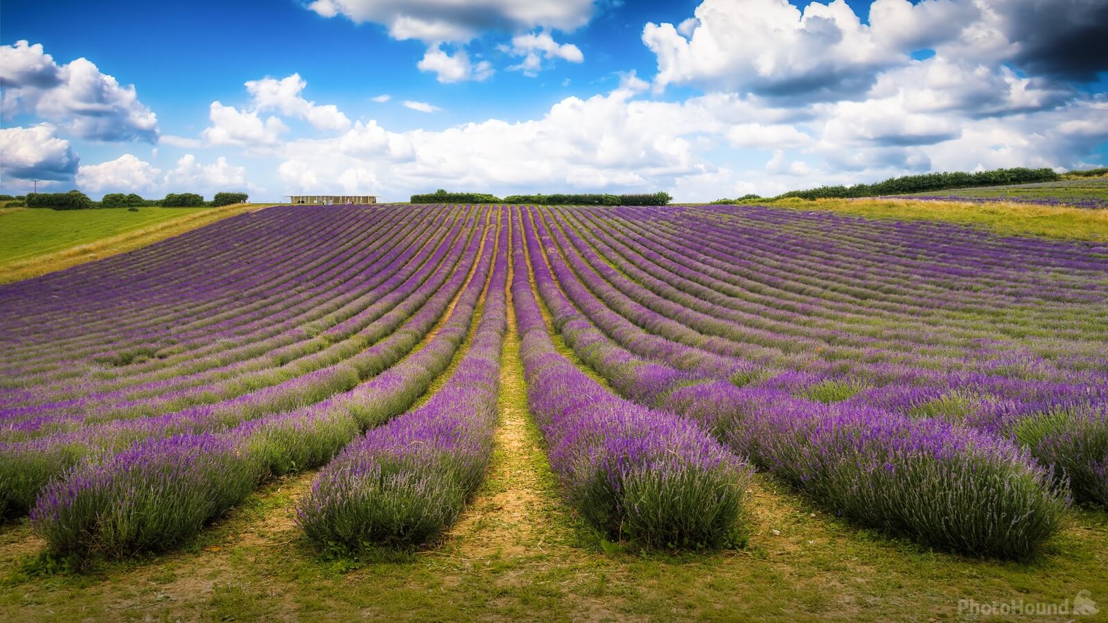 The best lavender estates in the UK