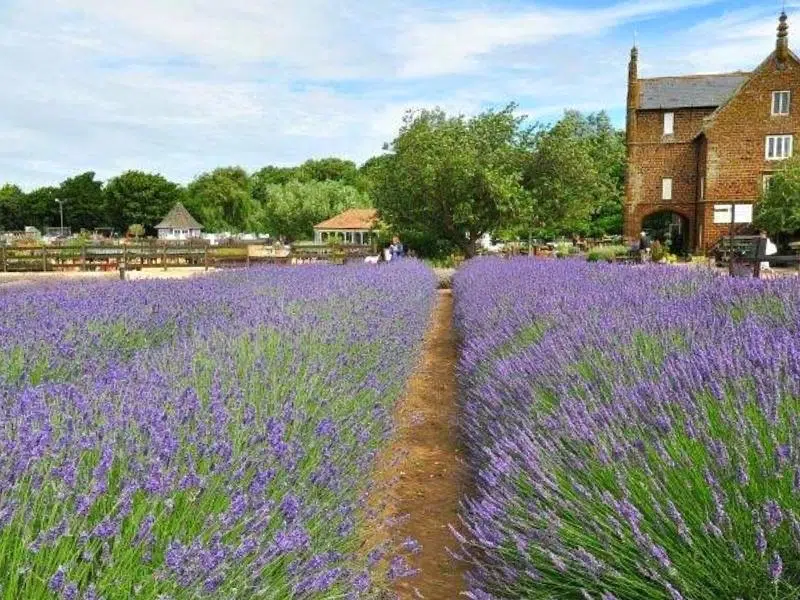 Norfolk lavender field in the Uk