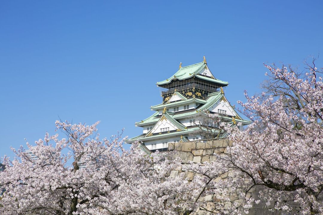 cherry blossoms bloom in Japanese castles