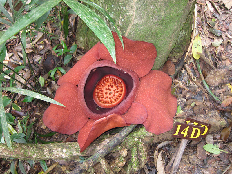 Bua Phut flower in Khao Sok National Park