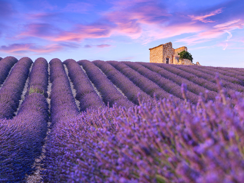 Valensole Lavender fields - See the unique land of Mediterranean Fragrances