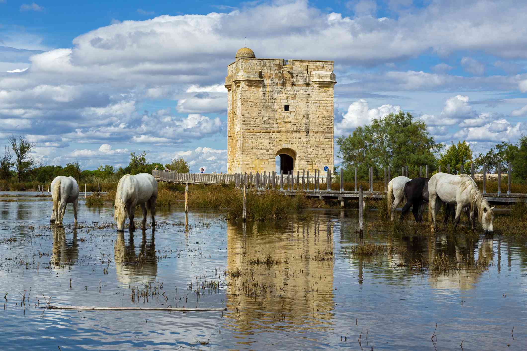 The Camargue, a land of tradition and wilderness