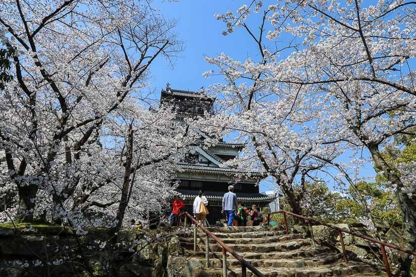 Hiroshima Castle in Cherry blossoms season
