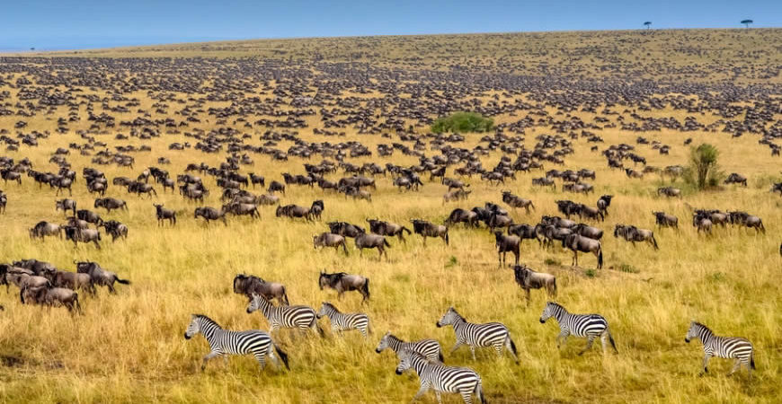 Masai Mara Park - one of the largest game reserves in the world