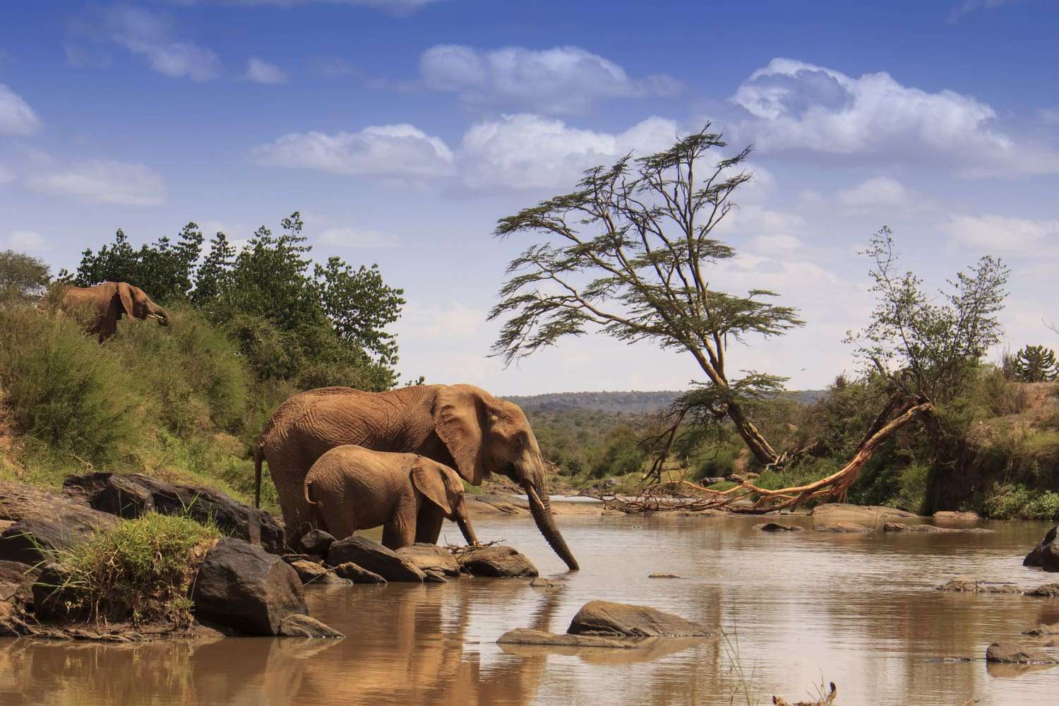 The Samburu National Reserve is a game reserve on the banks of the Ewaso Ng'iro river in Kenya. 