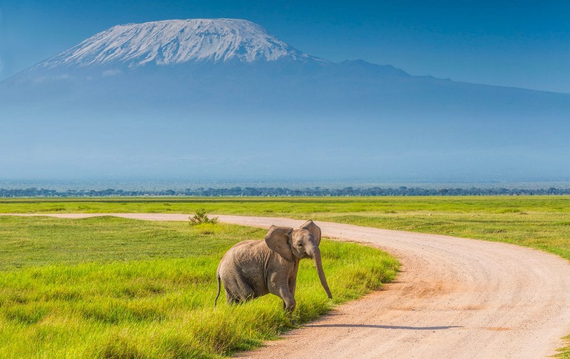 Elephant front of Mount Kilimanjaro in Amboseli National Park