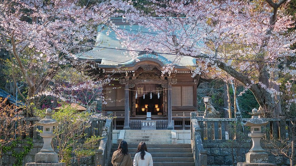 Cherry Blossom Viewing Spots in Kamakura, Japan