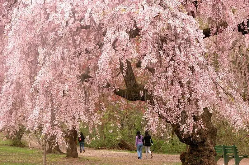 Cherry blossom in Kensington Gardens, London
