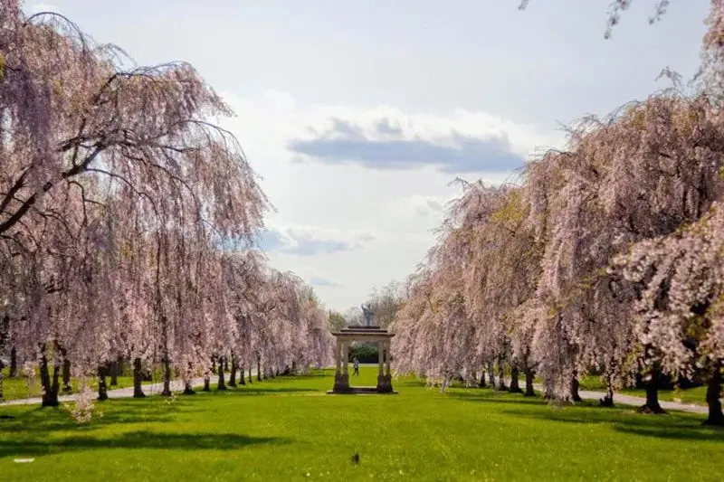 Cherry Blossom Season in the UK - Kew Gardens, London