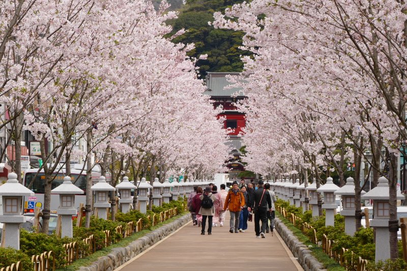 Cherry blossoms come in to full bloom in Dankazura, Kamakura