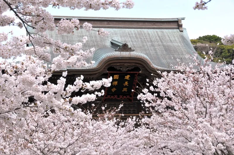 Cherry blossom season in Engakuji Temple, Kamakura province