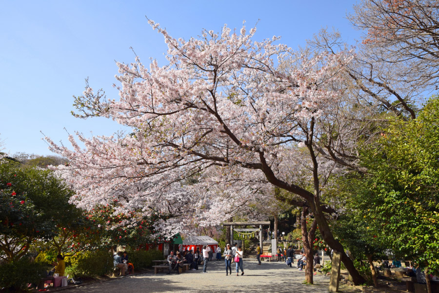Genjiyama Park during the cherry blossom season
