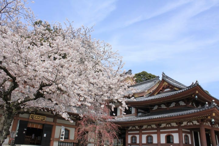 Cherry blossom in Hase-kannon, Kamakura