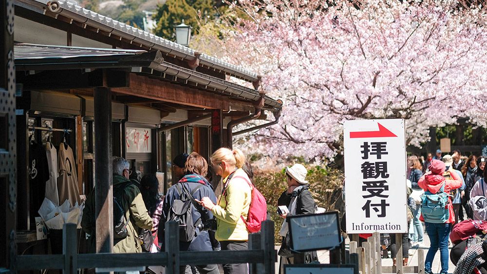 You don't even have to enter the premises to enjoy them because cherry blossom bloom in front of Kenchoji temple, kamakura 