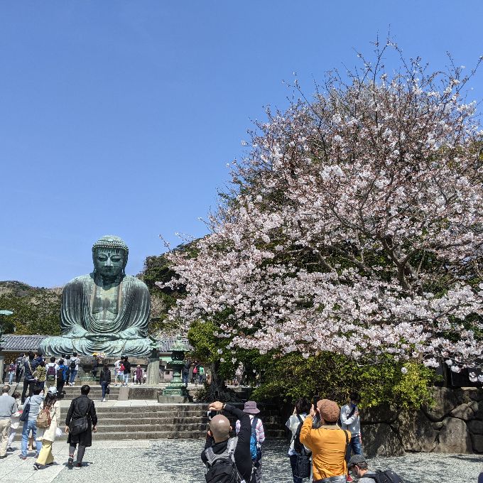 Great Buddha of Kotoku-in, the best Cherry Blossom Viewing Spot in Kamakura