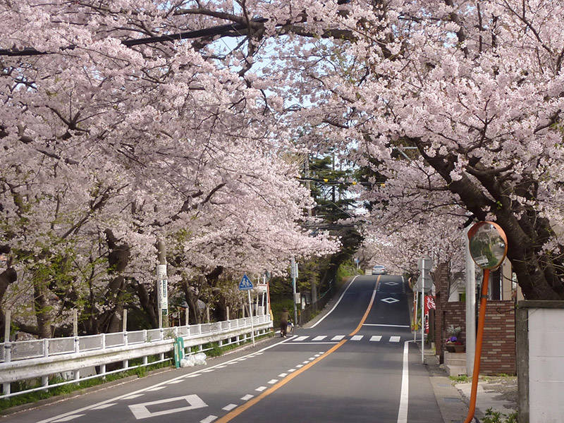 Cherry-trees (Sakura) in Kamakurayama