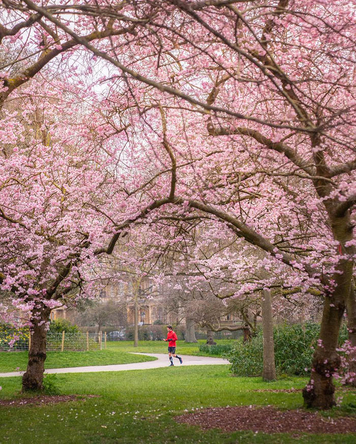 Regent's Park is the perfect spot to exercise of local because surrounded by cherry blossoms 