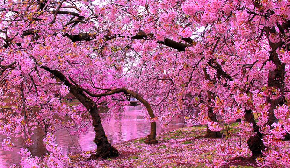 Cherry blossom in St. James's Park, London
